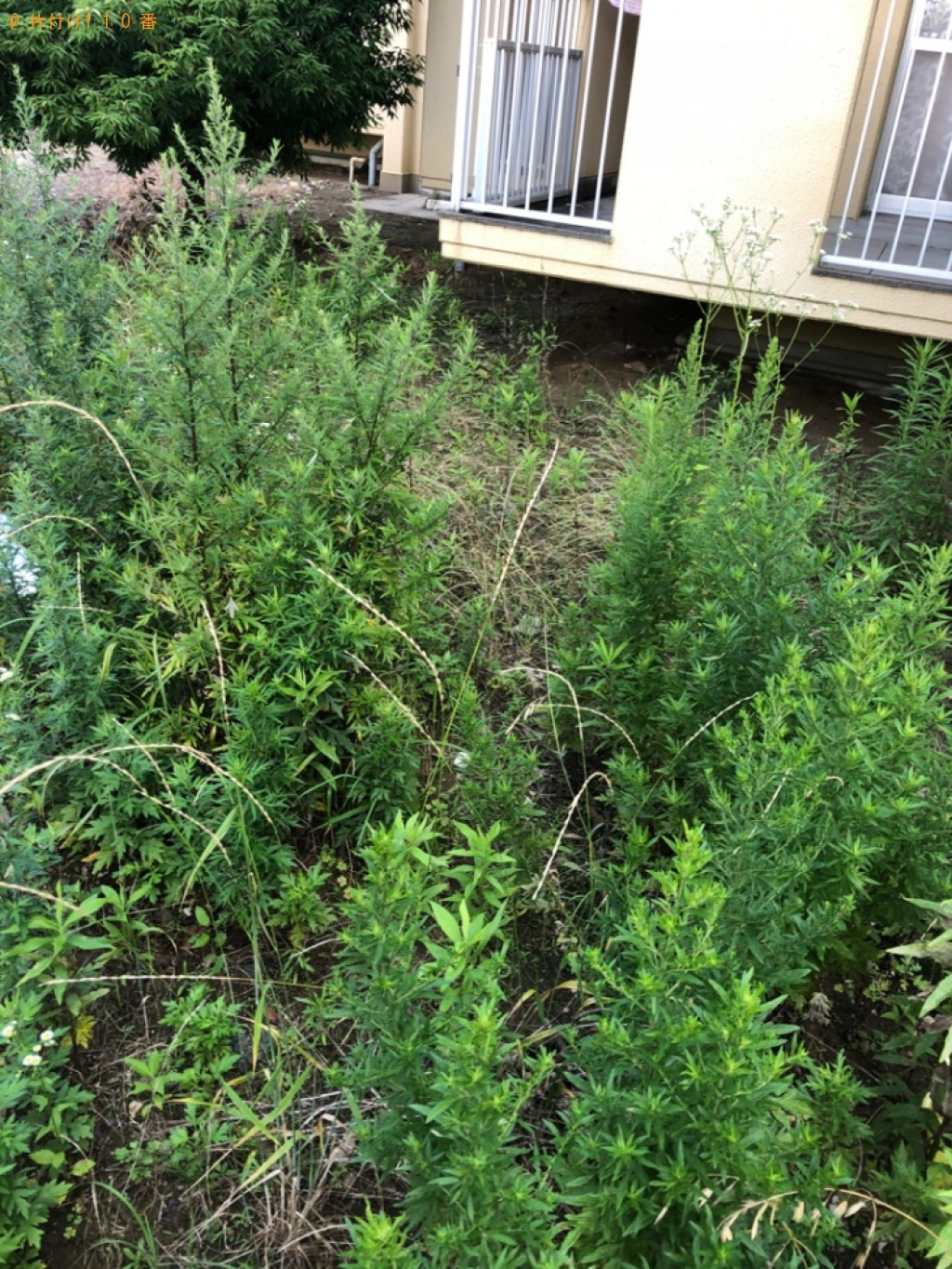 【蒲郡市鹿島町】草抜き作業と抜いた草、プラスチックごみの回収
